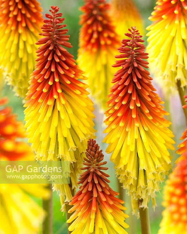 Kniphofia 'Flaming Torch'